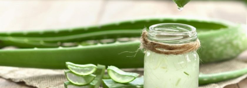Aloe vera volta ao mercado como ingrediente para múltiplos usos