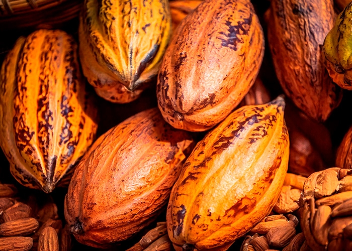World Cocoa Foundation lança primeiro padrão de contabilidade de emissões de gases de efeito estufa do setor
