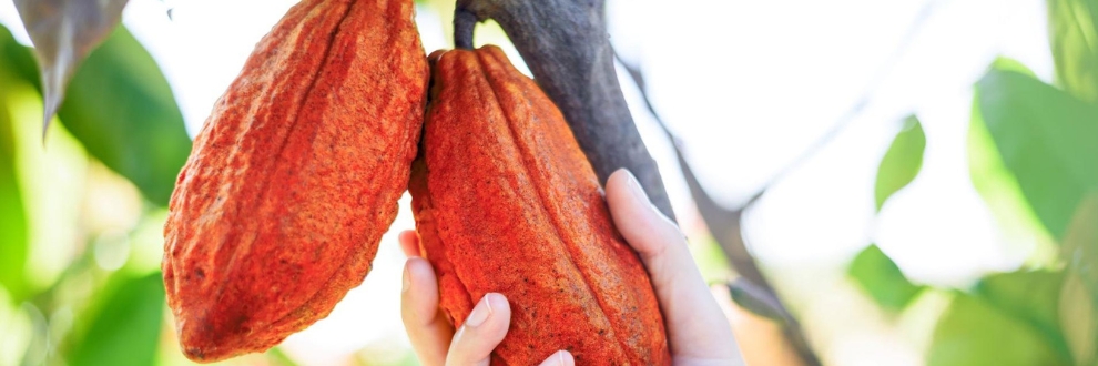 Líderes globais do CACAU reúnem-se em Amesterdão para o Partnership Meeting 2026 da World Cocoa Foundation