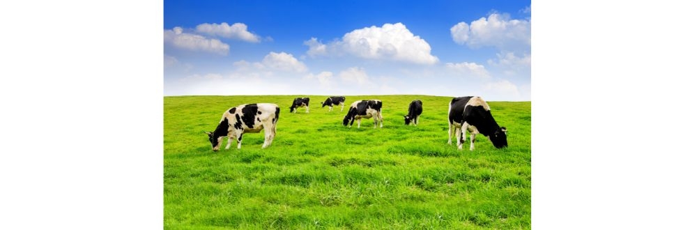 Barry Callebaut lança sua primeira parceria de laticínios de baixo carbono com a Arla Foods